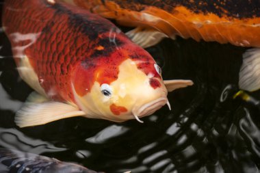 Koi or more specifically jinli or nishikigoi are colored varieties of Amur carp (Cyprinus rubrofuscus) that are kept for decorative purposes in outdoor koi ponds clipart