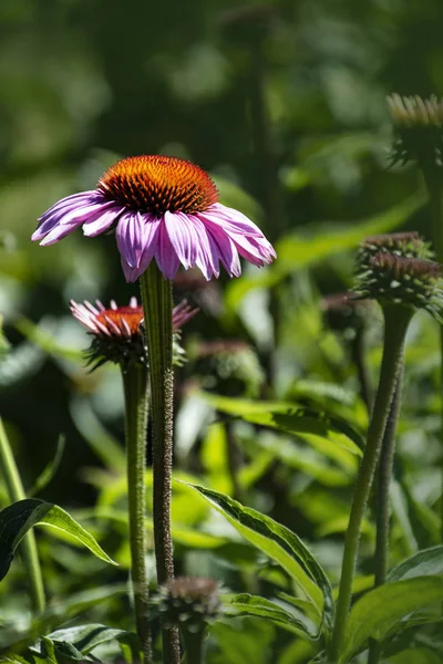 Fleurs d'échinacée. Echinacea purpurea (échinacée pourpre de l'Est ou échinacée pourpre) fleurs en fleurs. Echinacea purpurea est utilisé en médecine populaire . — Photo