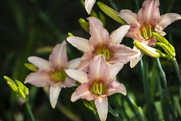 Цветок лилии Tango Dot Com - сказочное растение для сада и стрижки. Они очень эффективны посажены между многолетниками, деревьями и кустарниками . — стоковое фото