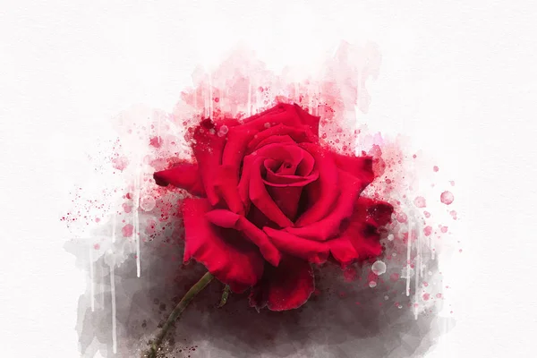 Um desenho aquarela de uma flor de rosa vermelha vibrante. Arte botânica. Elemento decorativo para um cartão de felicitações ou convite de casamento — Fotografia de Stock