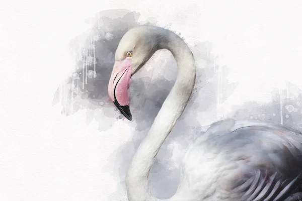 Portret of a Flamingo, watercolor painting. Red flamingo (Phoenicopterus ruber), zoological illustration, hand drawing.