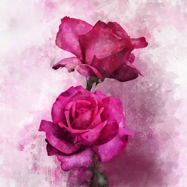 Een aquarel schilderstuk van een levendige rose rose bloemen. Botanische kunst. Decoratief element voor een wenskaart of huwelijksuitnodiging — Stockfoto