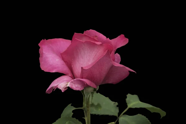 Beautiful big pink rose isolated on black background. Delicate rose macro. — Stock Photo, Image