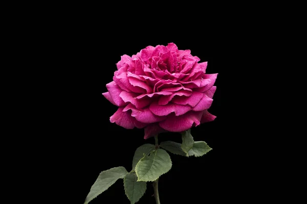 Beautiful big pink rose isolated on black background. Delicate rose macro. — Stock Photo, Image