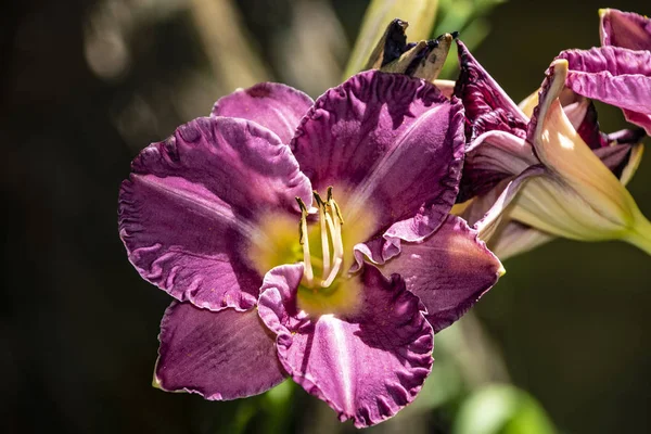 Fleurs de luxe Daylily, Hemerocalis dans le jardin. Fleur comestible. Les lys sont des plantes vivaces. Ils fleurissent seulement pendant 24 heures . — Photo
