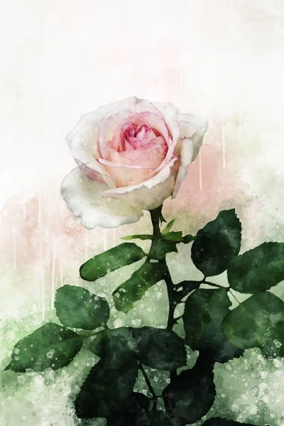 Pink Rose bloem close-up, geïsoleerd op zwarte achtergrond — Stockfoto