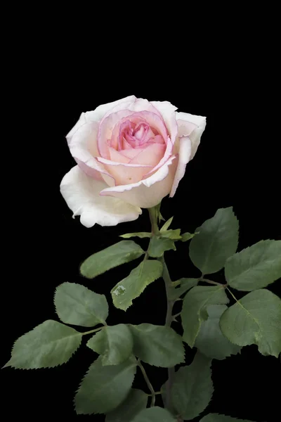 Różowy kwiat róży zbliżenie, izolowane na czarnym tle — Zdjęcie stockowe