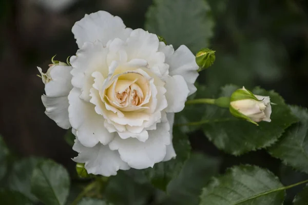 Biały kwiat róży zbliżenie. Płytkie głębia ostrości, niewyraźne tło — Zdjęcie stockowe