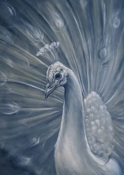 Dibujo de pavo real. Bird Illustration of a white peacock (en inglés). Pastel sobre papel . —  Fotos de Stock