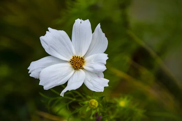 Letní květiny bílý kosmos květiny - v latinském kosmu Bipinnatus — Stock fotografie