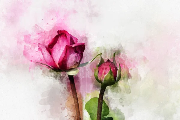 一朵生机勃勃的粉红色玫瑰花的水彩画。植物学艺术。贺卡或婚宴请柬的装饰元素 — 图库照片