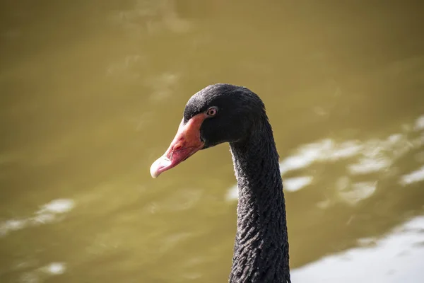 Cisne negro australiano, Cygnus atratus, retrato. Primer plano de cabeza de cisne negro con pico rojo y ojos — Foto de Stock