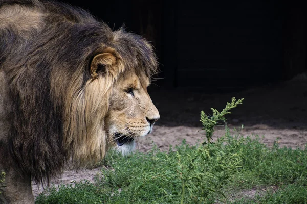 León asiático (Panthera leo persica). Una especie en peligro crítico. — Foto de Stock