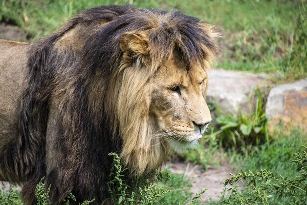 Asiatic lion (Panthera leo persica). A critically endangered species. — Stock Photo, Image