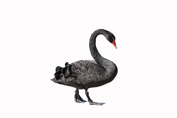 Cisne preto isolado no fundo branco — Fotografia de Stock