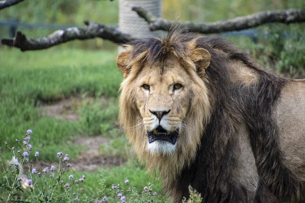 Asiatic lion (Panthera leo persica). A critically endangered species. — Stock Photo, Image