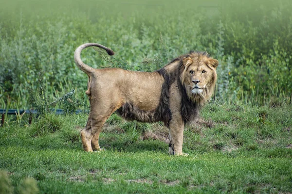 Asiatic lion (Panthera leo persica). A critically endangered species. — Stock Photo, Image
