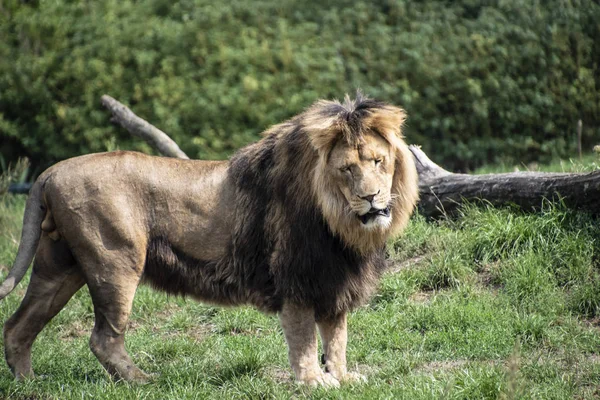アジアのライオン（Panthera leo persica） 。絶滅危惧種です. — ストック写真