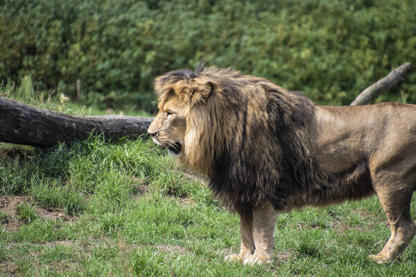 Asiatic lion (Panthera leo persica). A critically endangered species.