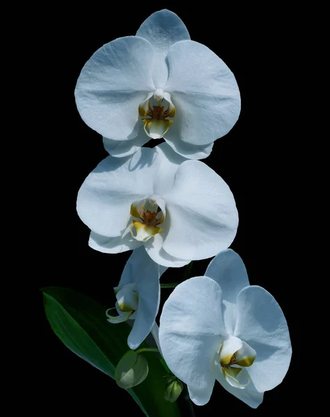Orquídea branca bonita isolada no fundo preto — Fotografia de Stock