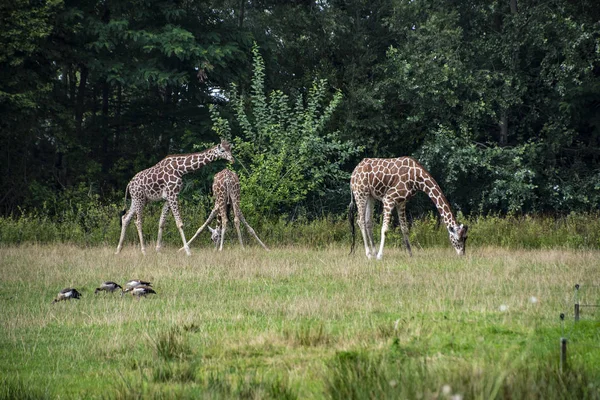 Girafas no zoológico. Manutenção de animais selvagens em cativeiro — Fotografia de Stock