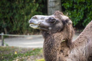 Bir Bactrian devesinin başı olan Camelus bactrianus, Orta Asya bozkırlarına özgü büyük, çift tolu bir ungulate yerlisidir..