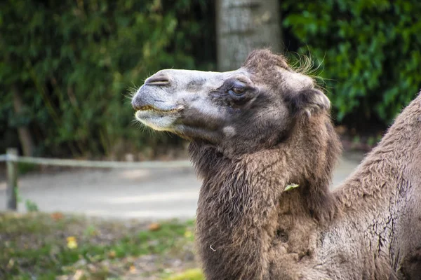 Bir Bactrian devesinin başı olan Camelus bactrianus, Orta Asya bozkırlarına özgü büyük, çift tolu bir ungulate yerlisidir.. — Stok fotoğraf