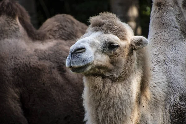 Beyaz Baktriya devesi, Camelus bactrianus Orta Asya bozkırlarına özgü büyük, çift tolu ungulate yerli. — Stok fotoğraf