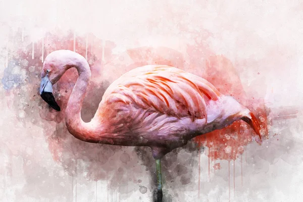 Flamingo Portret, suluboya resim. Kırmızı flamingo (Phoenicopterus ruber), zoolojik çizim, el çizimi.