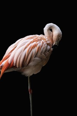 Amerikan flamingo (Phoenicopterus ruber), siyah arka plan üzerinde izole. Karayip flamingosu olarak da bilinen büyük flamingo türleri