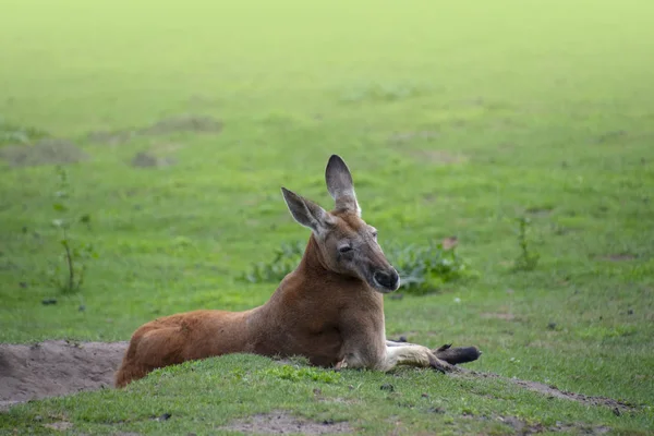 Relaxing red kangaroo (Macropus rufus) - the largest of all kangaroos