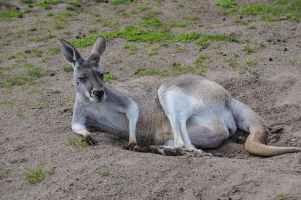 Kangourou rouge relaxant (Macropus rufus) - le plus grand de tous les kangourous — Photo