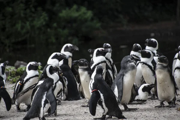 Um grupo de pinguins no zoológico — Fotografia de Stock