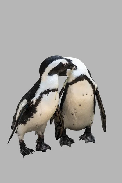 Zwei verliebte Pinguine, isoliert auf grauem Hintergrund — Stockfoto