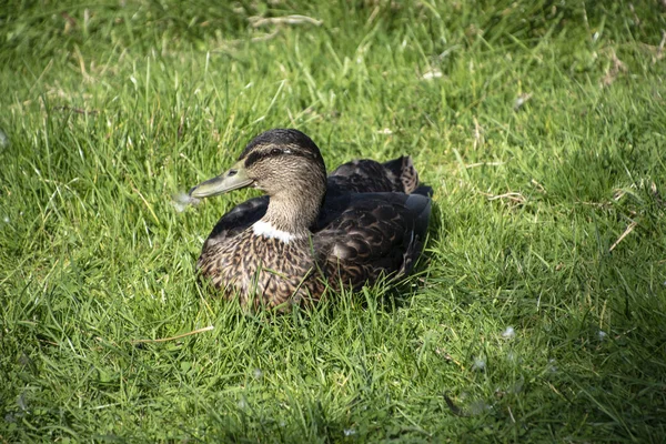 Close-up of a beautiful relaxing female duck in the grass — Stock Photo, Image