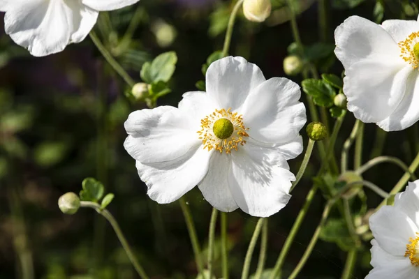 Anemone sylvestris (anémona de nieve) es una planta perenne que florece en primavera , —  Fotos de Stock