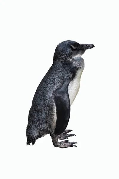 Pinguim único de Magalhães isolado sobre fundo branco — Fotografia de Stock