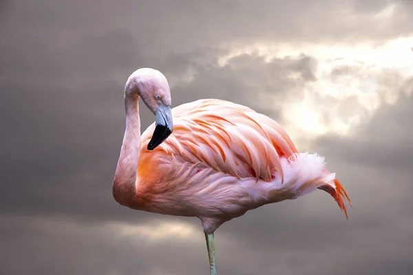Amerikan Flamingosu. Amerikan flamingosu (Phoenicopterus ruber), flamingolar (Karayipler) familyasından bir flamingo türü. — Stok fotoğraf