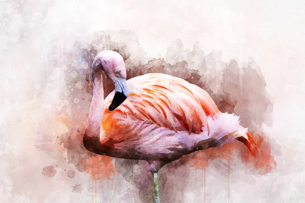 Flamingo Portret, suluboya resim. Kırmızı flamingo (Phoenicopterus ruber), zoolojik çizim, el çizimi.