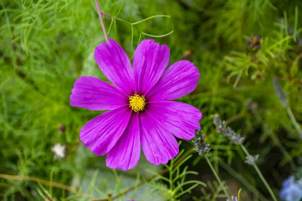 Sommar blommor rosa kosmos blommor - i Latin Cosmos Bipinnatus — Stockfoto