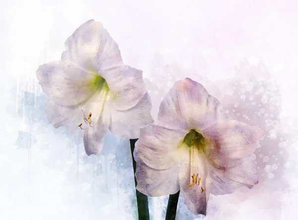 Akvarel psinting bílé Amaryllis. Květinová ilustrace. — Stock fotografie