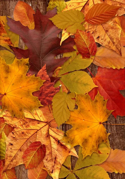 Feuilles d'automne colorées de divers arbres sur le sol — Photo