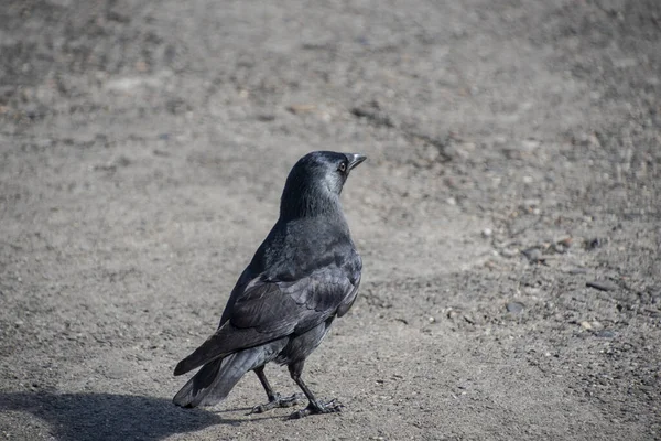 Karga yol boyunca yürüyor. Siyah karga. Vahşi kuş — Stok fotoğraf
