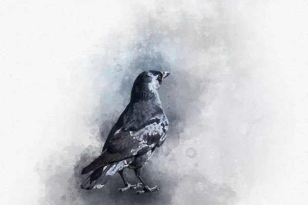 Retrato de un pájaro cuervo, pintura acuarela. Ilustración de aves . —  Fotos de Stock