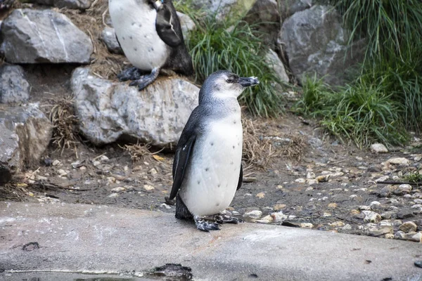 마젤란 펭귄 (Magellan Penguin, order sphenisciformes, family sphenisciformes) 은 남반구, 특히 남극에서 거의 전적으로 서식하는 날지 못하는 수생 조류의 일종이다. — 스톡 사진