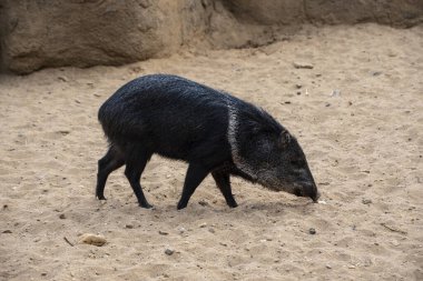 Yakalı pekarya ya da javelina. Yakalı kaslar çölde yaşayan domuz benzeri hayvanlardır..