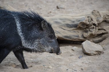 Yakalı pekarya ya da javelina. Yakalı kaslar çölde yaşayan domuz benzeri hayvanlardır..