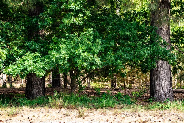 Θερινό Πάρκο Μονοπάτι Ανάμεσα Καταπράσινα Δέντρα Καλοκαίρι Τοπίο Πάρκο Της — Φωτογραφία Αρχείου