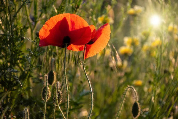 송이의 양귀비 Papaver 햇빛을 자연환경의 위에서 가까이 다가온다 초원의 — 스톡 사진