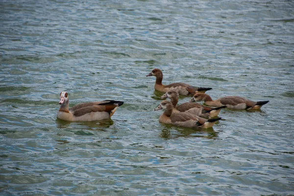 Rodina Egyptské Husy Alopochen Aegyptiaca Nebo Nilgans Plavání Jezera — Stock fotografie